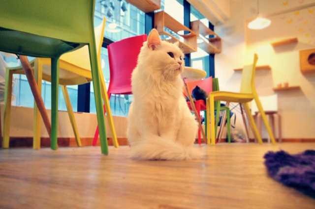 toms-cat-cafe-aussie-travel-5-du-lich-han-quoc
